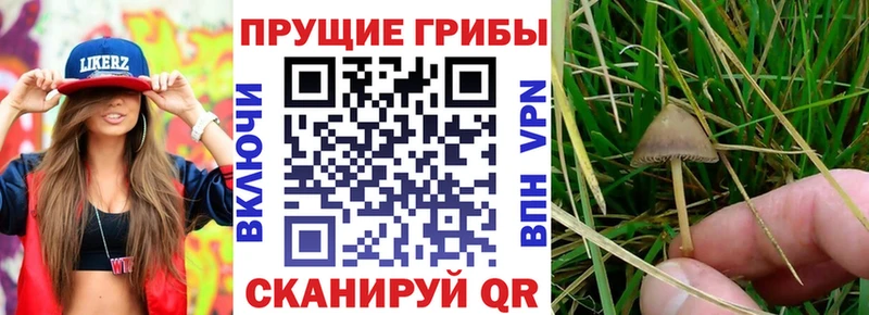 Псилоцибиновые грибы MAGIC MUSHROOMS Новоуральск